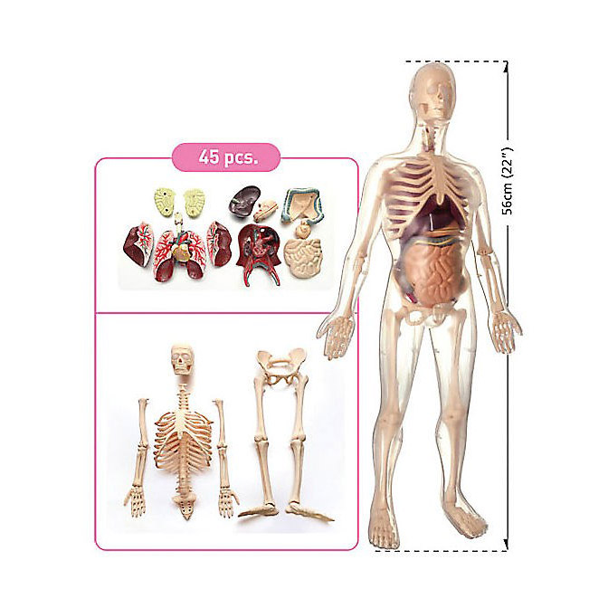 Анатомический набор Edu-Toys