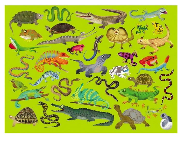 Пазл Рептилии и Земноводные 36 Животных Crocodile Creek