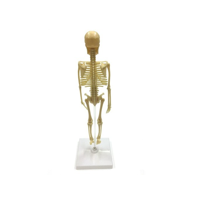 Набор исследовательский ND PLAY Скелет человека