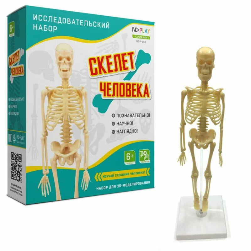 Набор исследовательский ND PLAY Скелет человека