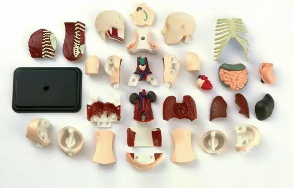 Анатомический набор Тело человека Edu Toys