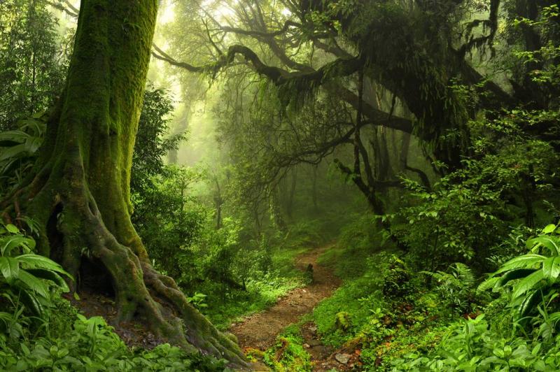 Пазл Зачарованный лес 1000 деталей