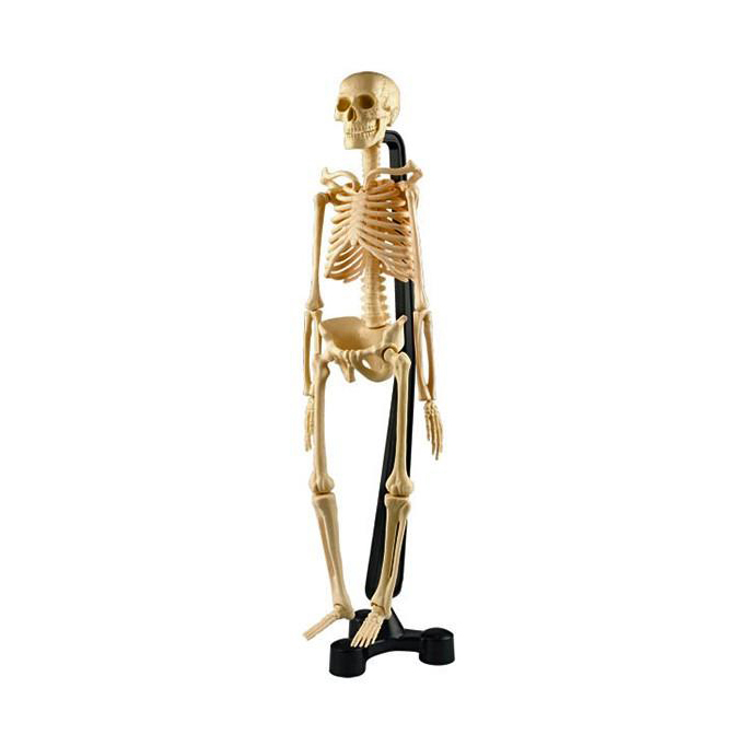 Модель человеческого скелета 46 см