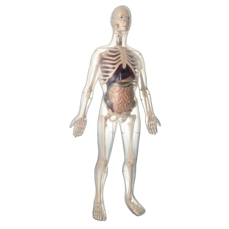 Анатомический набор Органы и скелет женщины Edu Toys