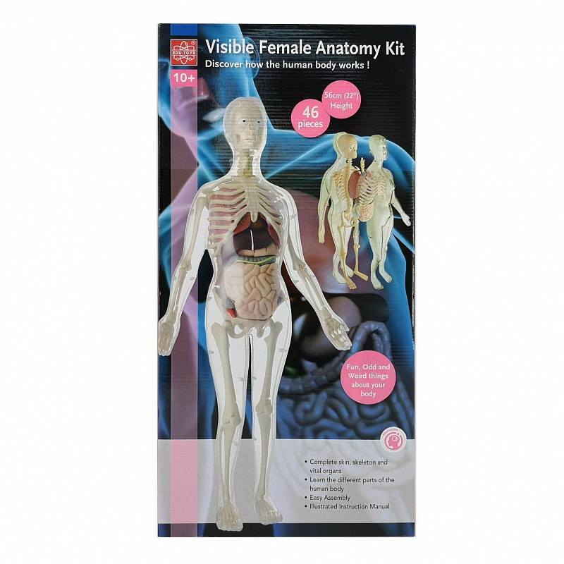 Анатомический набор Органы и скелет женщины Edu Toys